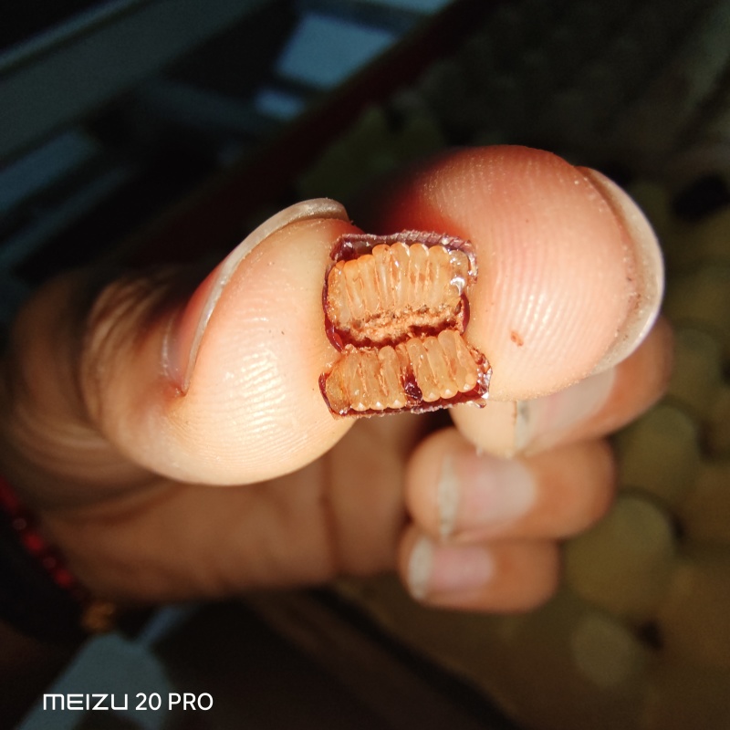 美洲大蠊干品无油优质卵鞘种苗