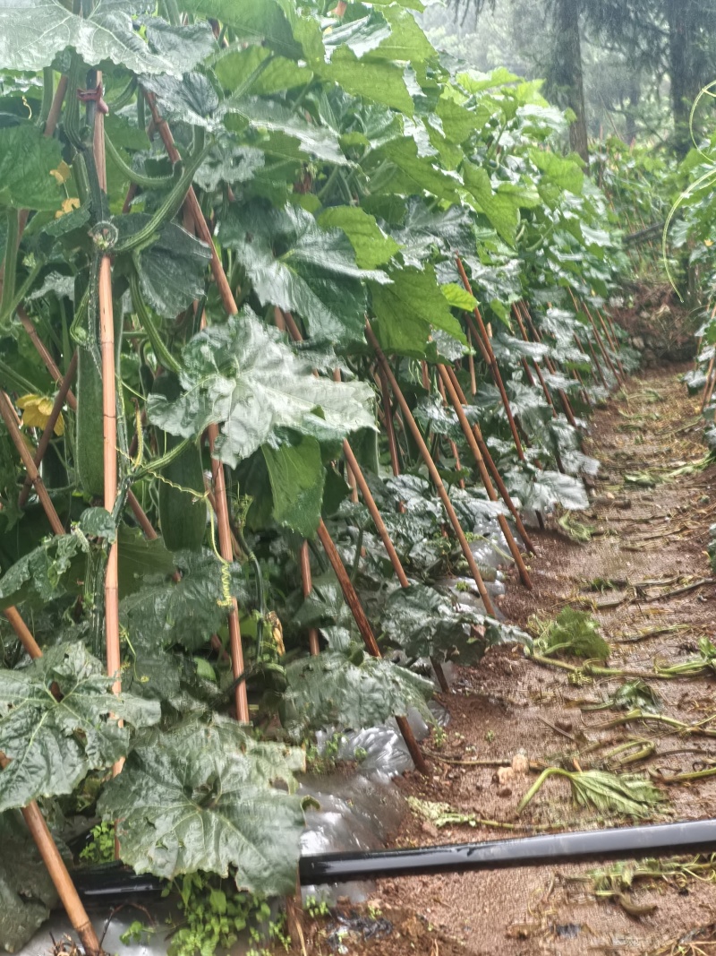 贵州黑皮冬瓜吊冬瓜产地直发
