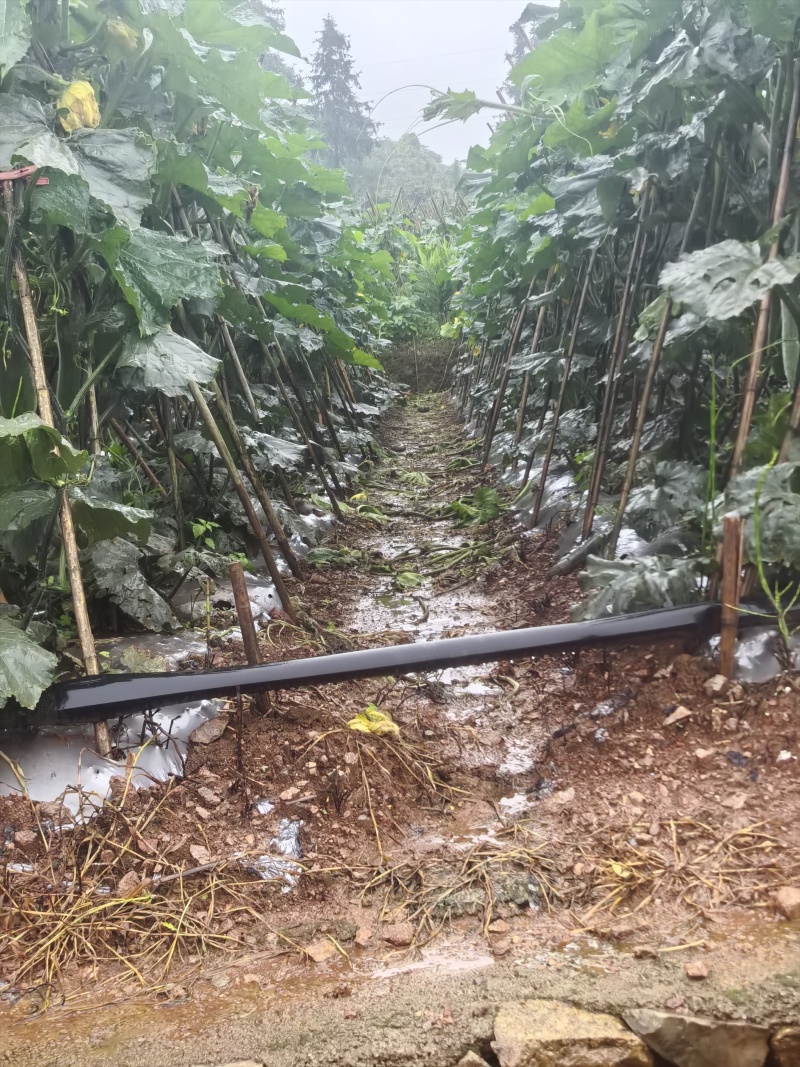 贵州黑皮冬瓜吊冬瓜产地直发