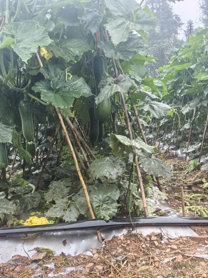 贵州黑皮冬瓜吊冬瓜产地直发