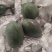 凯特芒果/市场/电商一件代发/套袋果