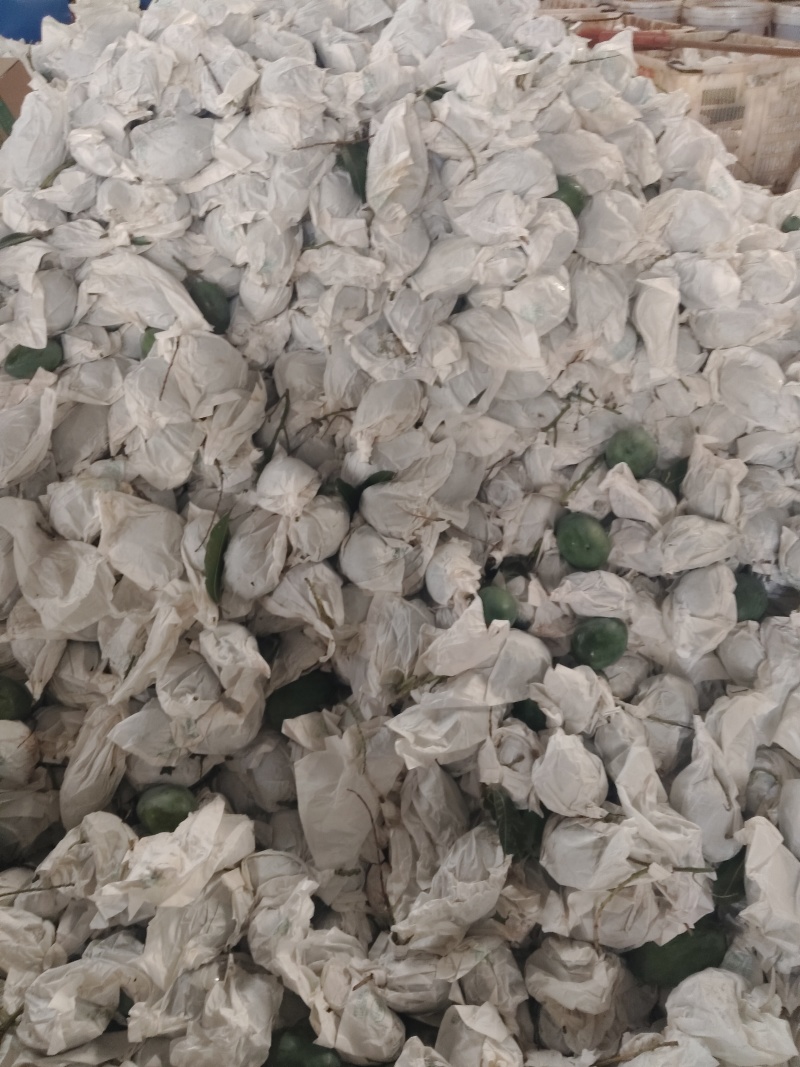 凯特芒果/市场/电商一件代发/套袋果