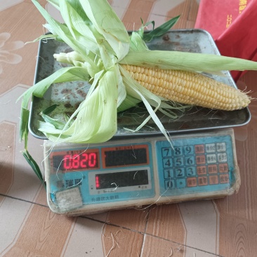 太阳花9号现在什么价格？