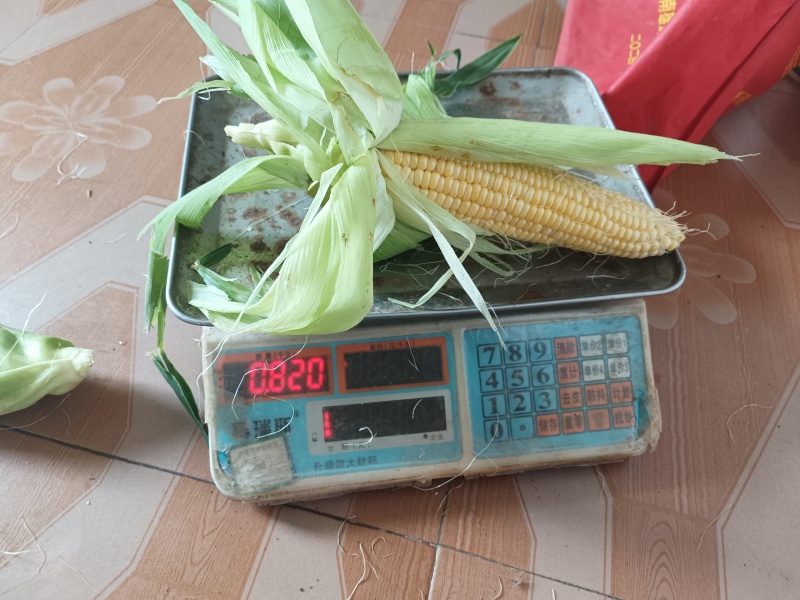 太阳花9号现在什么价格？