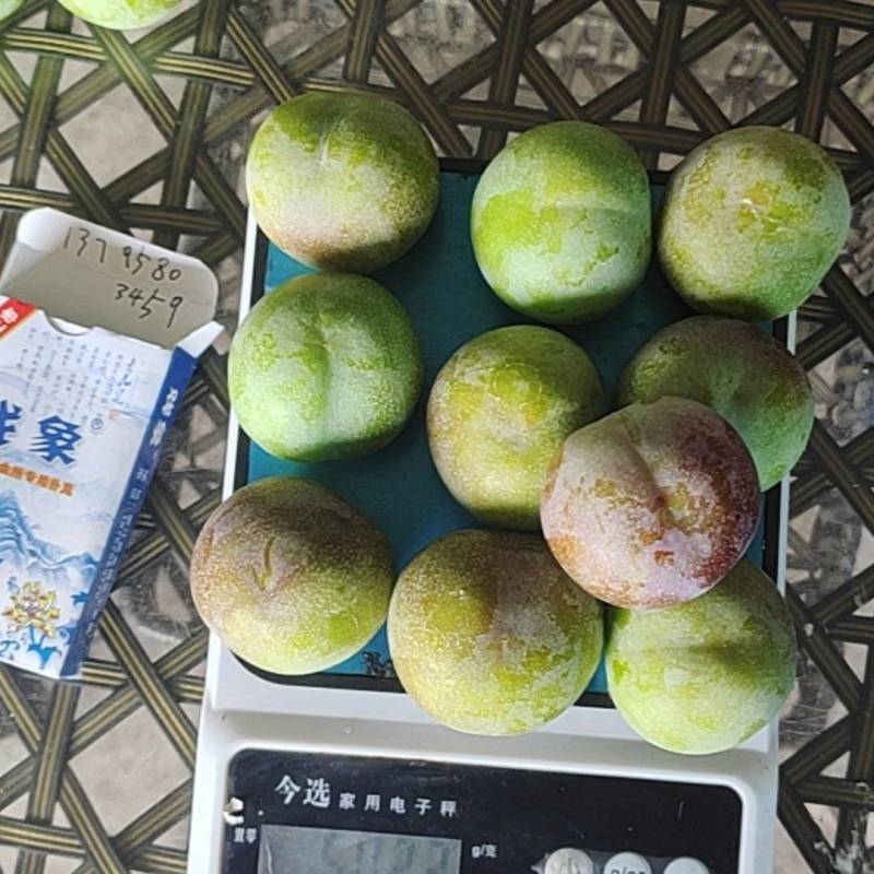 自家果园有三四十万斤这种果子要占六成
