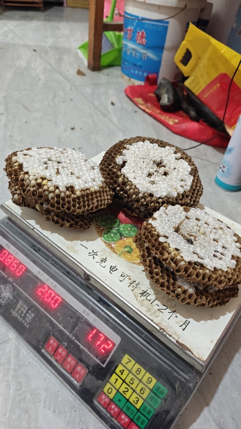 蜂蛹