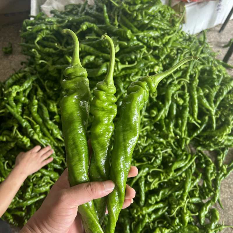 螺丝椒新苗