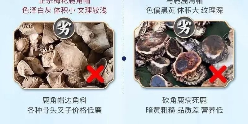 纯正梅花鹿角帽粉