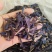 牛舌草花干品变色牛舌草花草茶原生态晒干紫花泡茶养生茶