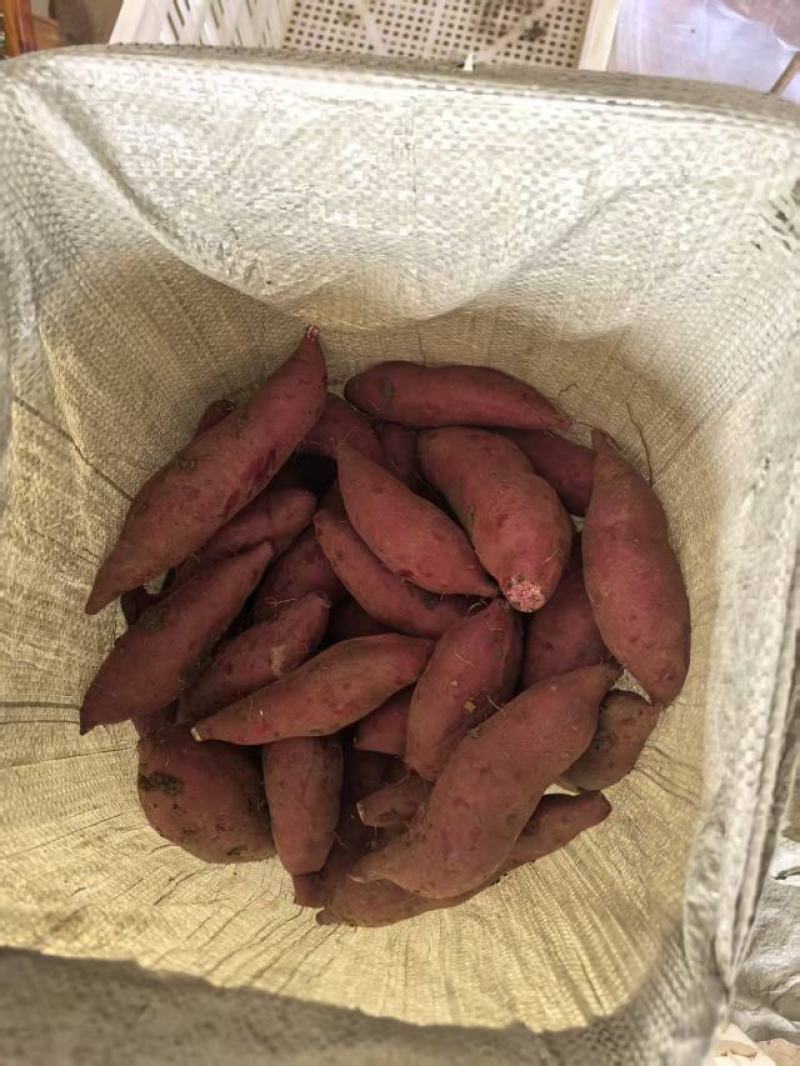《紫薯》产地直发一手货源对接全国客商高质量高品质