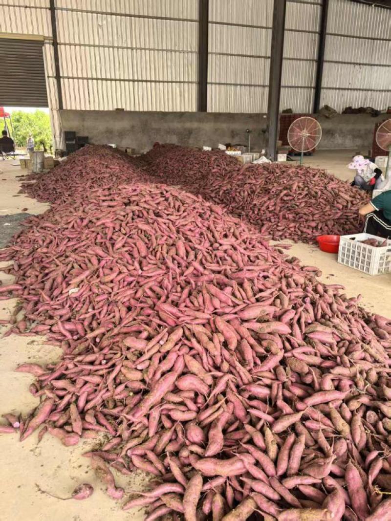 《紫薯》产地直发一手货源对接全国客商高质量高品质