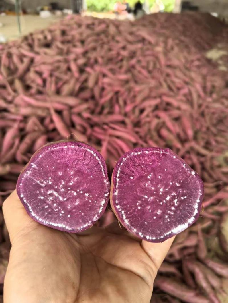 《紫薯》产地直发一手货源对接全国客商高质量高品质