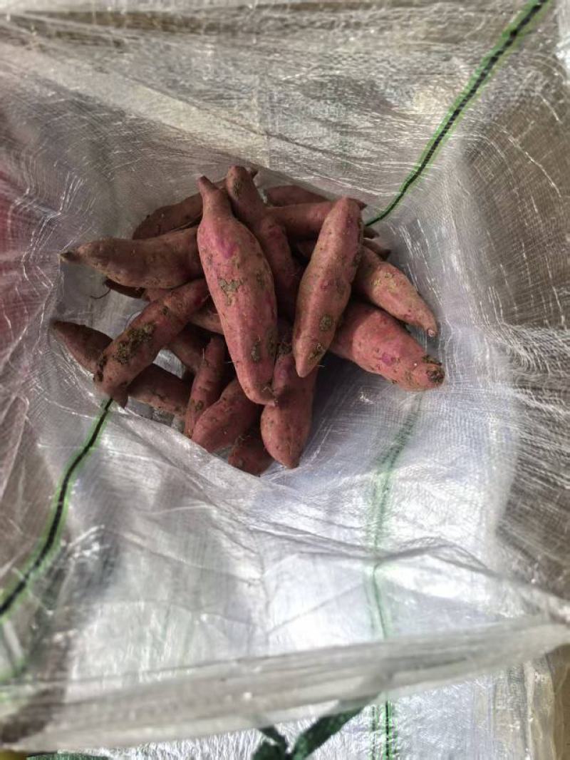 《紫薯》产地直发一手货源对接全国客商高质量高品质