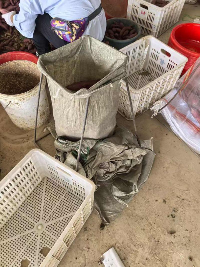 《紫薯》产地直发一手货源对接全国客商高质量高品质