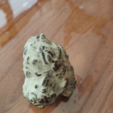 羊结石