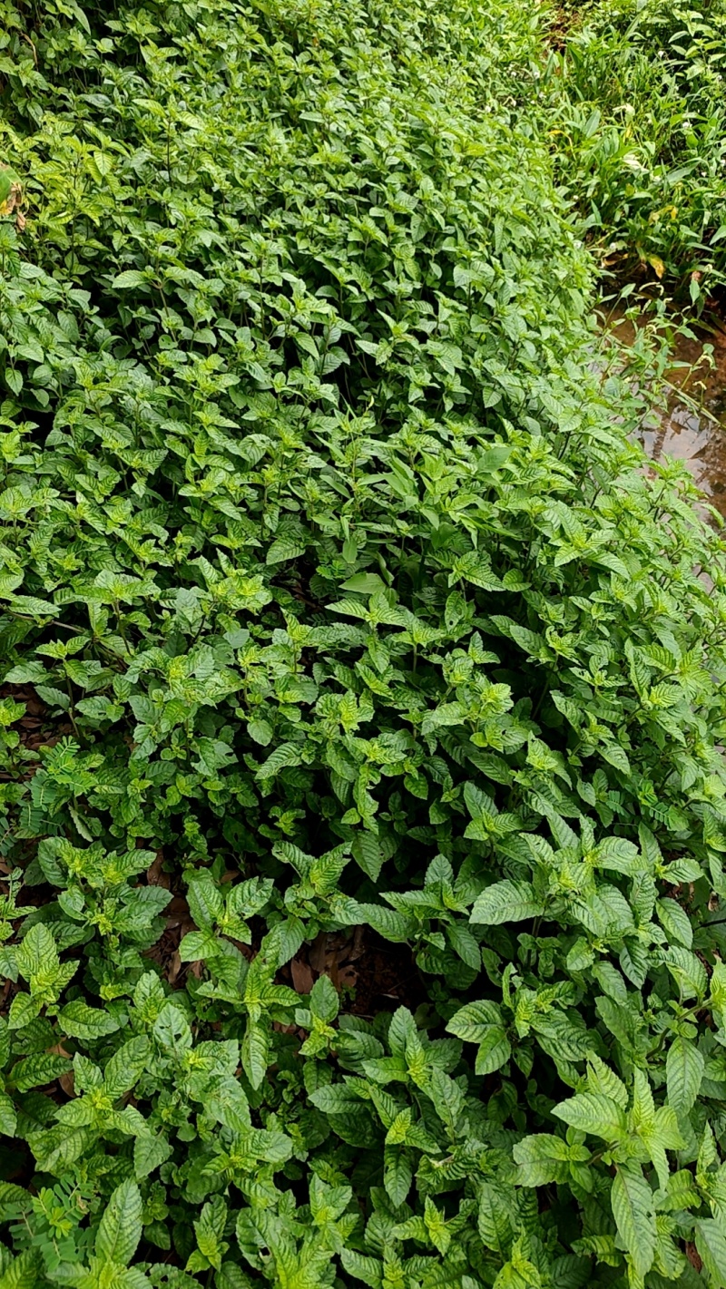 新鲜凉粉草烧仙草