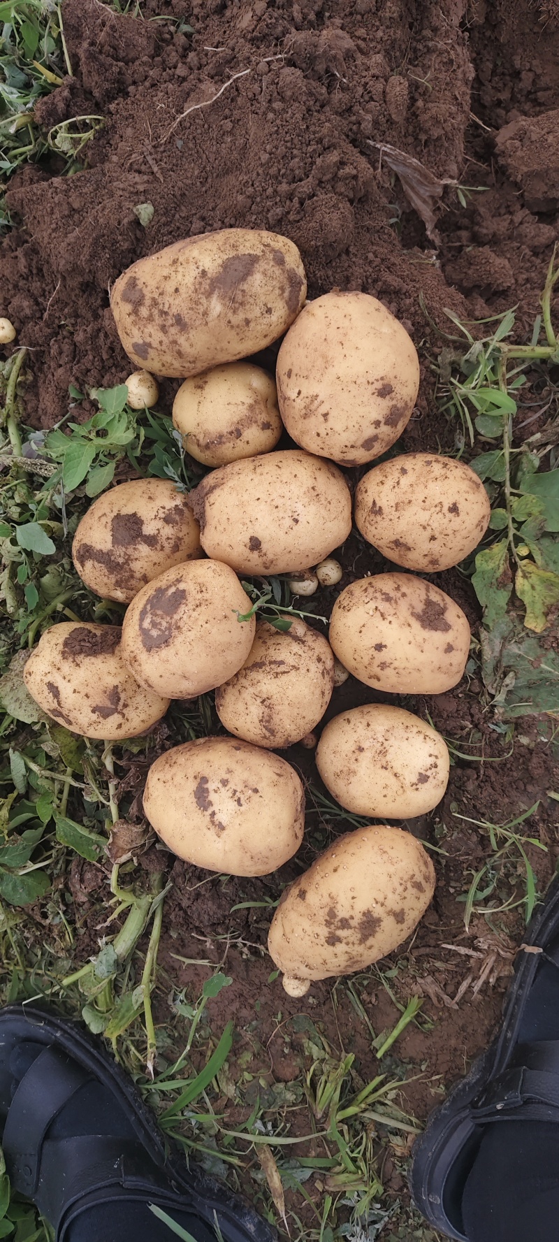 山西文水黄皮黄心实验一土豆