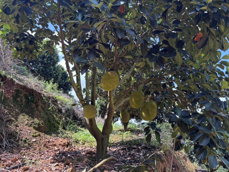 广东茂名常有菠萝蜜，雅美1号菠萝蜜