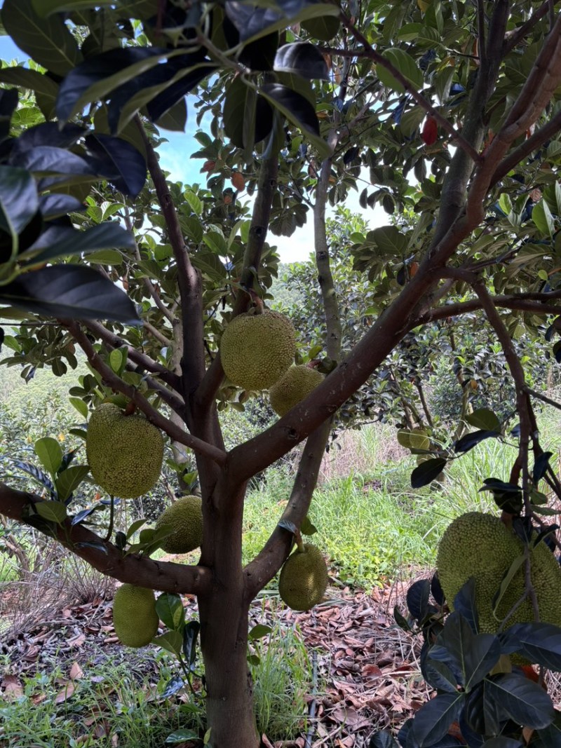 广东茂名常有菠萝蜜，雅美1号菠萝蜜