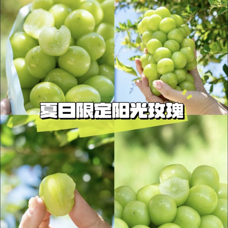 葡萄阳光玫瑰葡萄香甜多汁现摘现发产地直供欢迎咨询