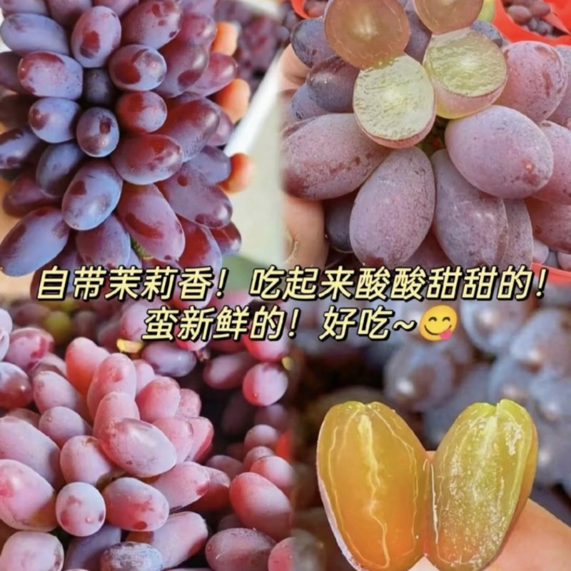 葡萄茉莉香葡萄口感香品质好现摘现发产地直供