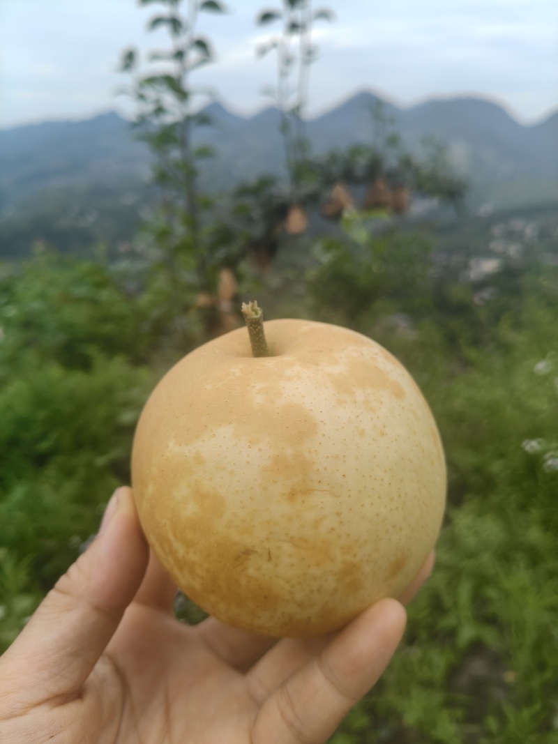 翠冠梨