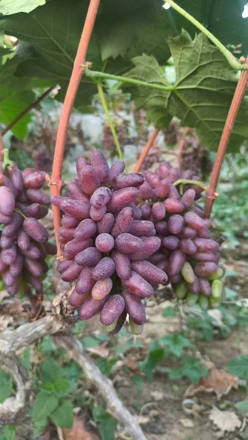 葡萄茉莉香葡萄口感香品质好现摘现发产地直供