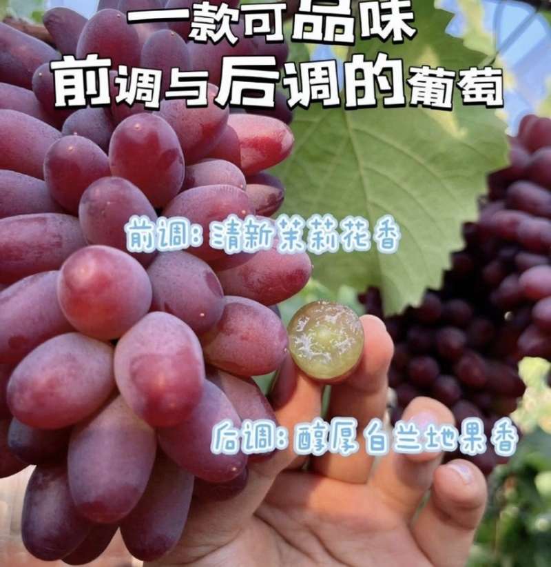 葡萄茉莉香葡萄口感香品质好现摘现发产地直供