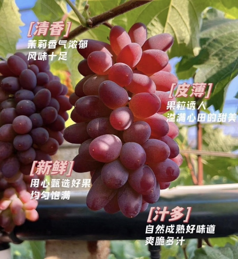 葡萄茉莉香葡萄口感香品质好现摘现发产地直供
