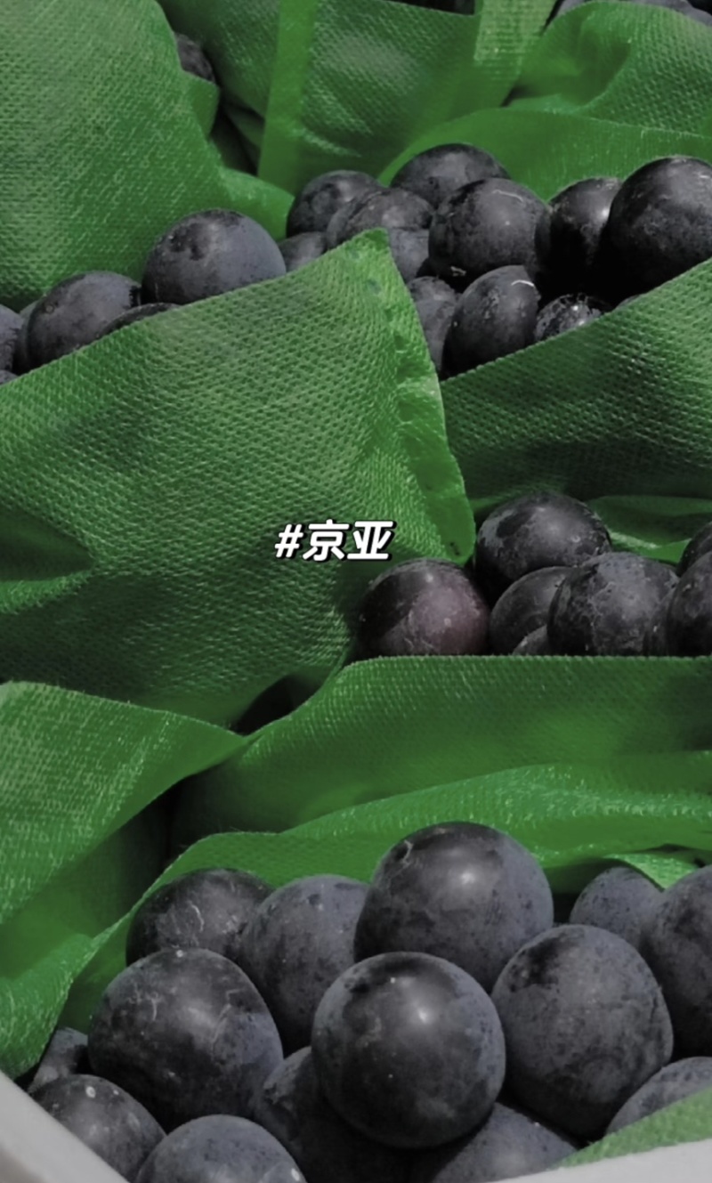 葡萄巨峰现摘现发一手货源量大从优欢迎咨询
