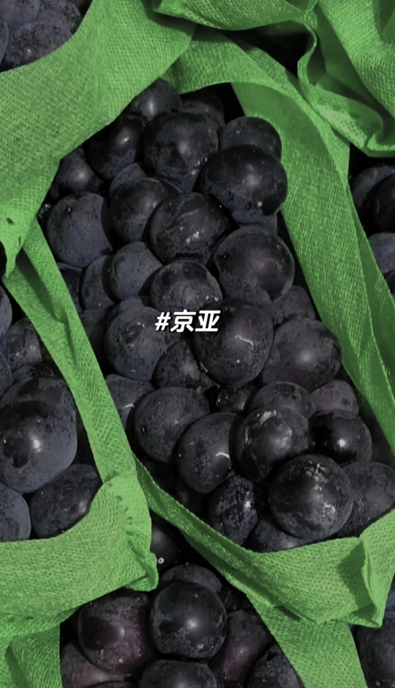 葡萄巨峰现摘现发一手货源量大从优欢迎咨询