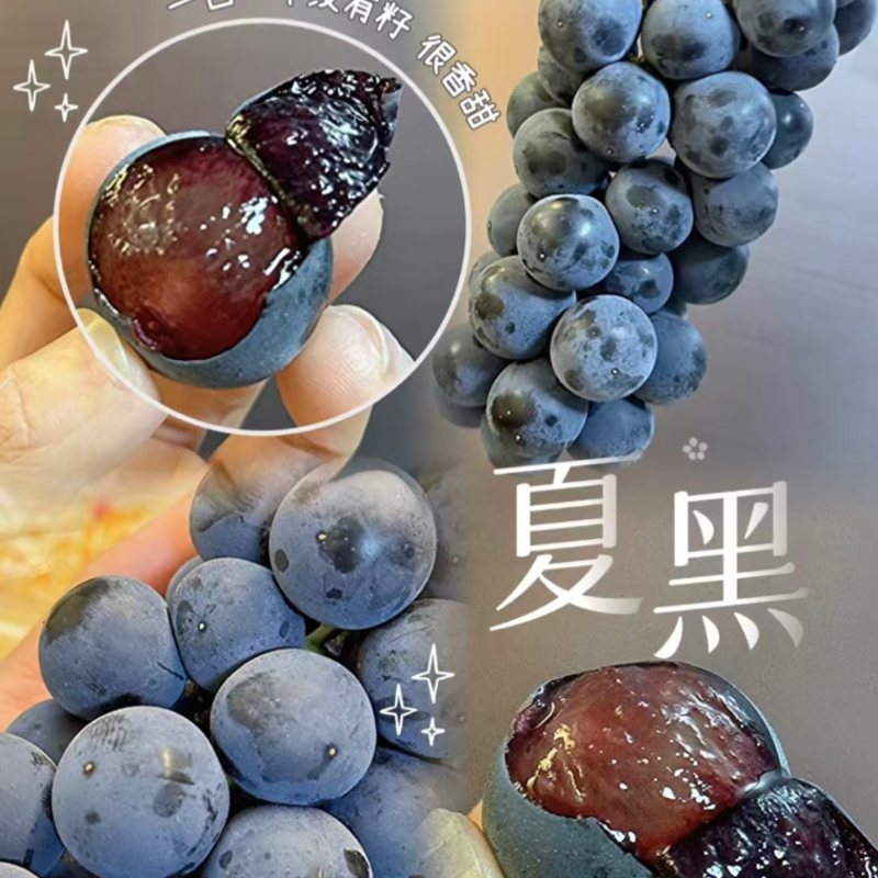 葡萄夏黑葡萄皮薄多汁现摘现发产地直供一手货源