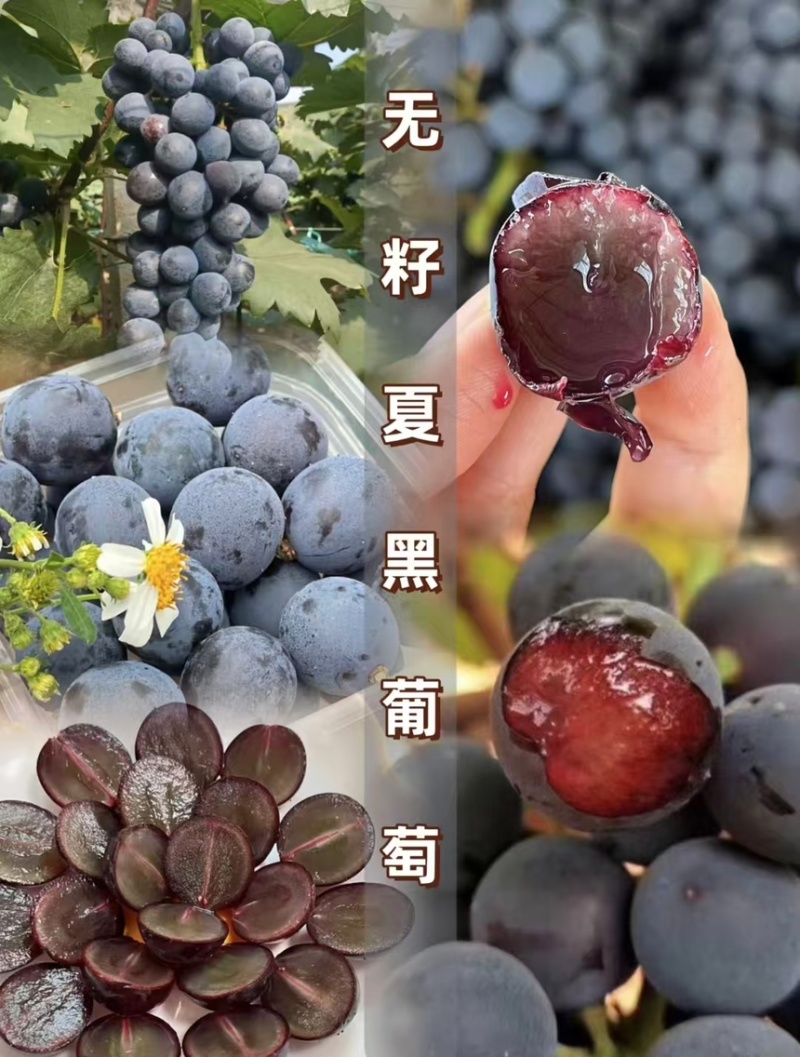 葡萄夏黑葡萄皮薄多汁现摘现发产地直供一手货源