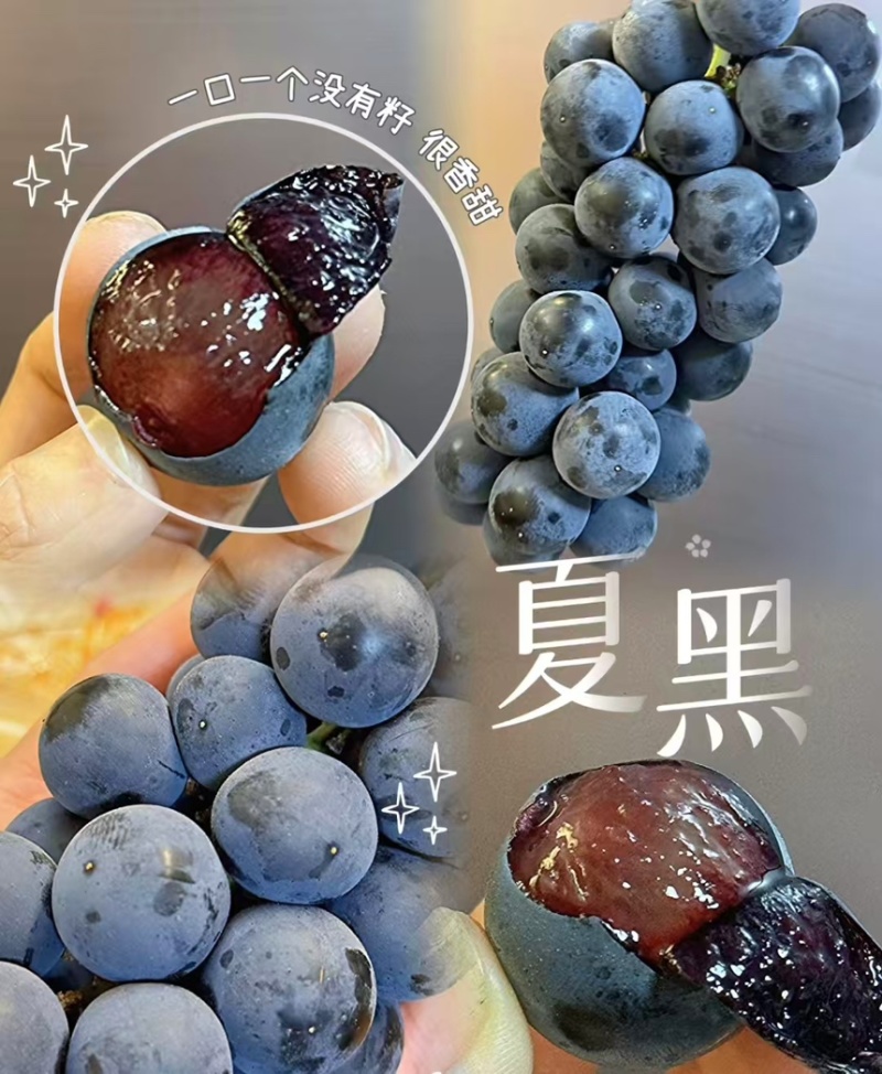 葡萄夏黑葡萄皮薄多汁现摘现发产地直供一手货源
