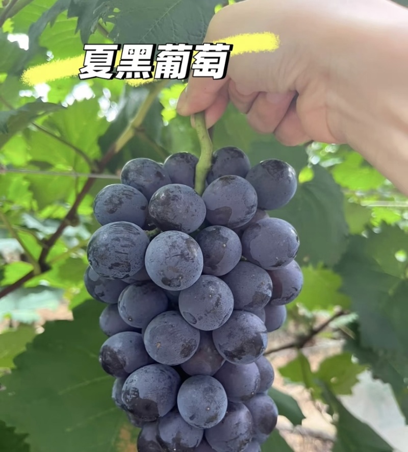 葡萄夏黑葡萄皮薄多汁现摘现发产地直供一手货源