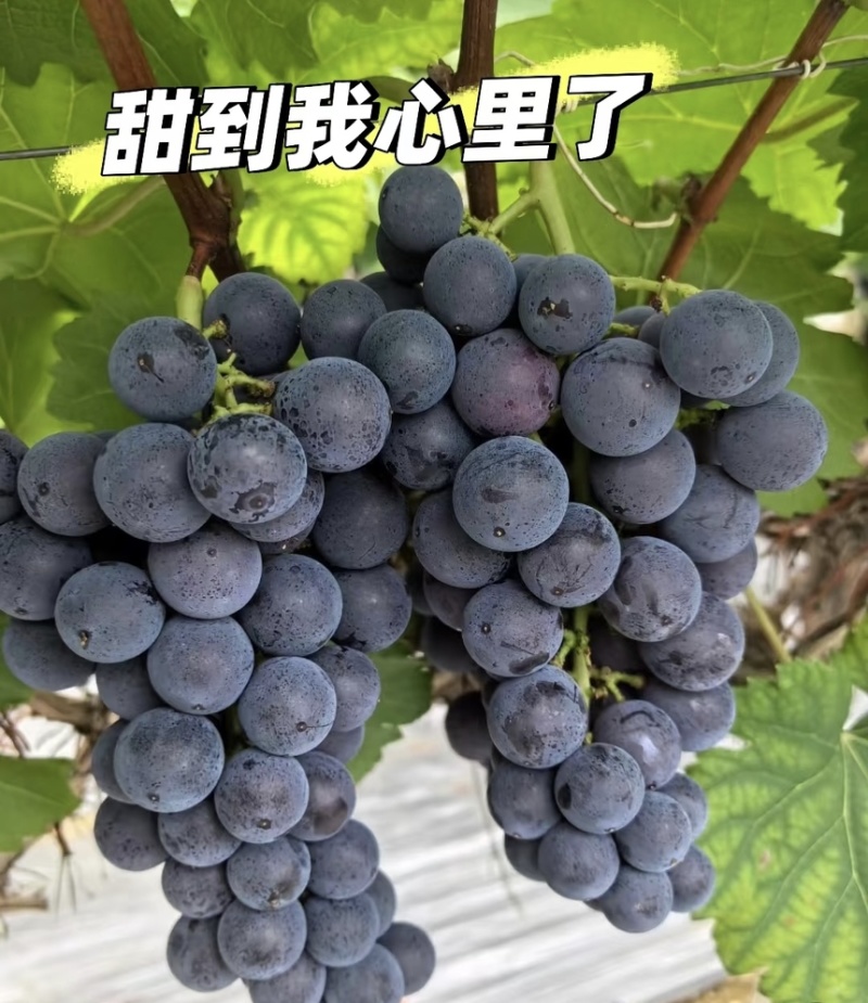 葡萄夏黑葡萄皮薄多汁现摘现发产地直供一手货源