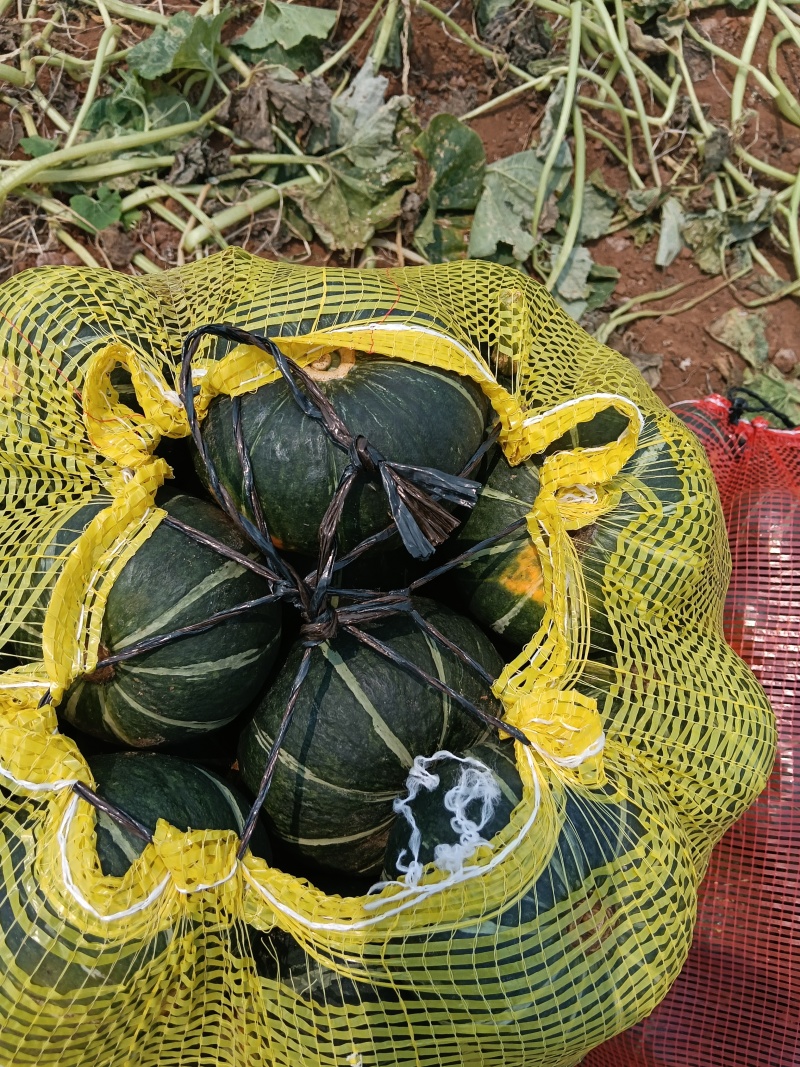 湛江贝贝南瓜，老瓜果面干净，货源充足！