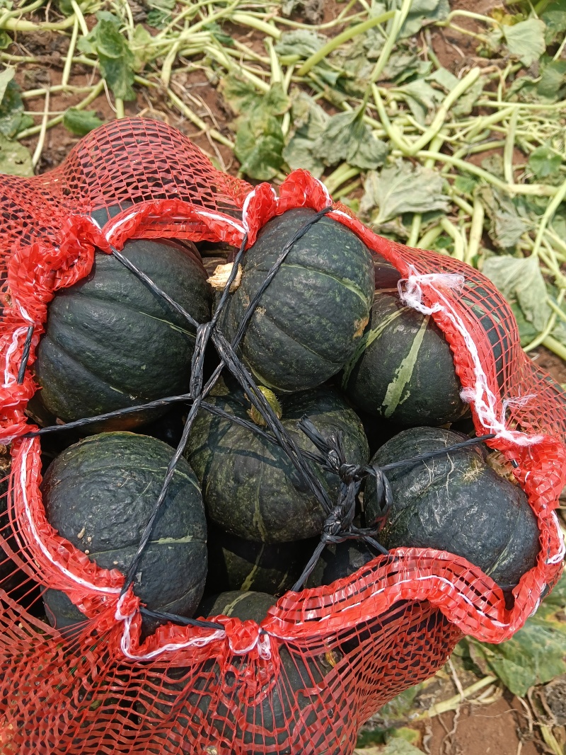 湛江贝贝南瓜，老瓜果面干净，货源充足！