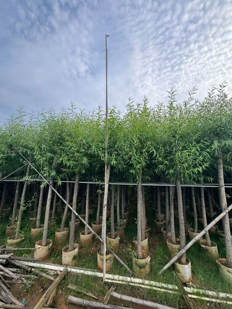 柳树3-18分，大量现货