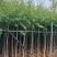 柳树3-18分，大量现货