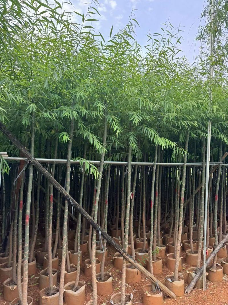 柳树3-18分，大量现货