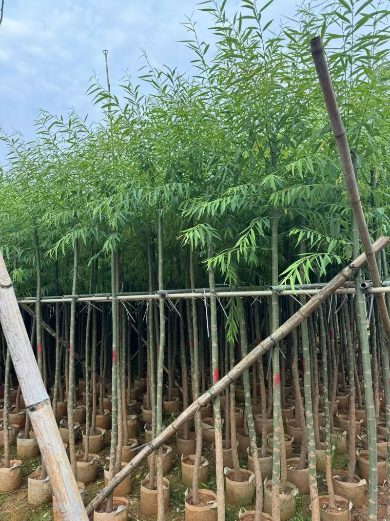 柳树3-18分，大量现货