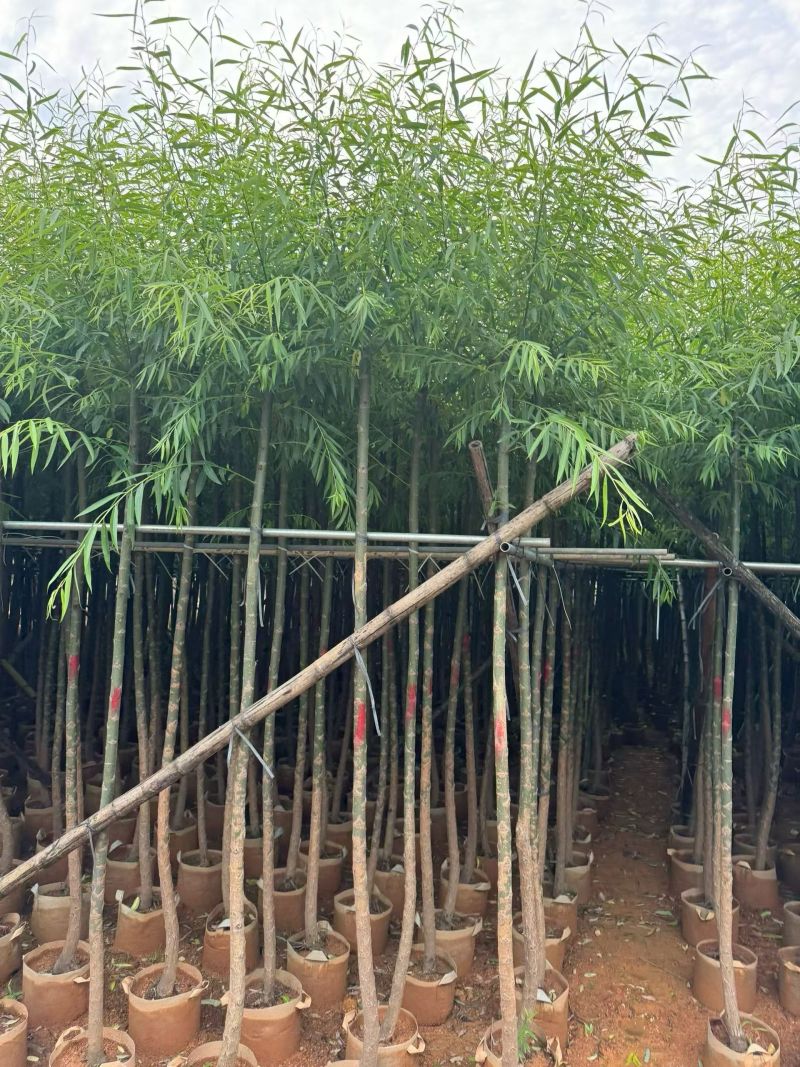 柳树3-18分，大量现货