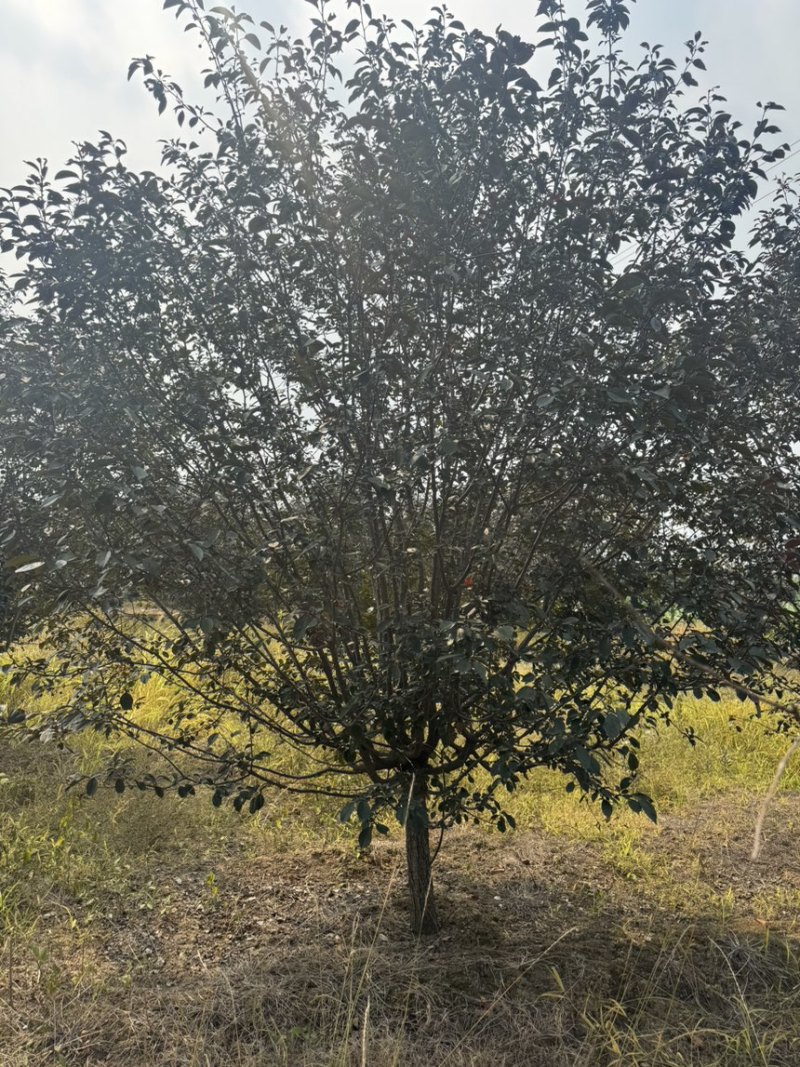 红宝石海棠，品种保证，10-12大量，精品树形