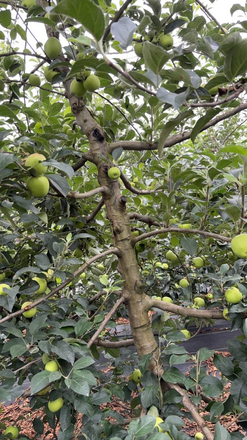 陆良红露苹果