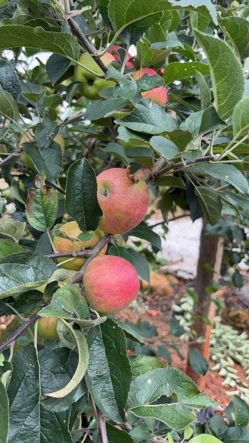 陆良红露苹果