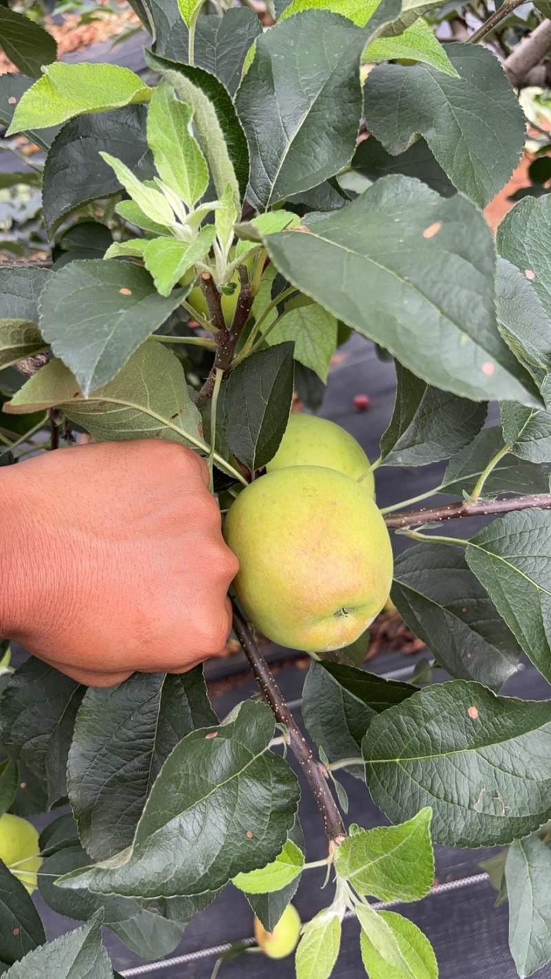 陆良红露苹果