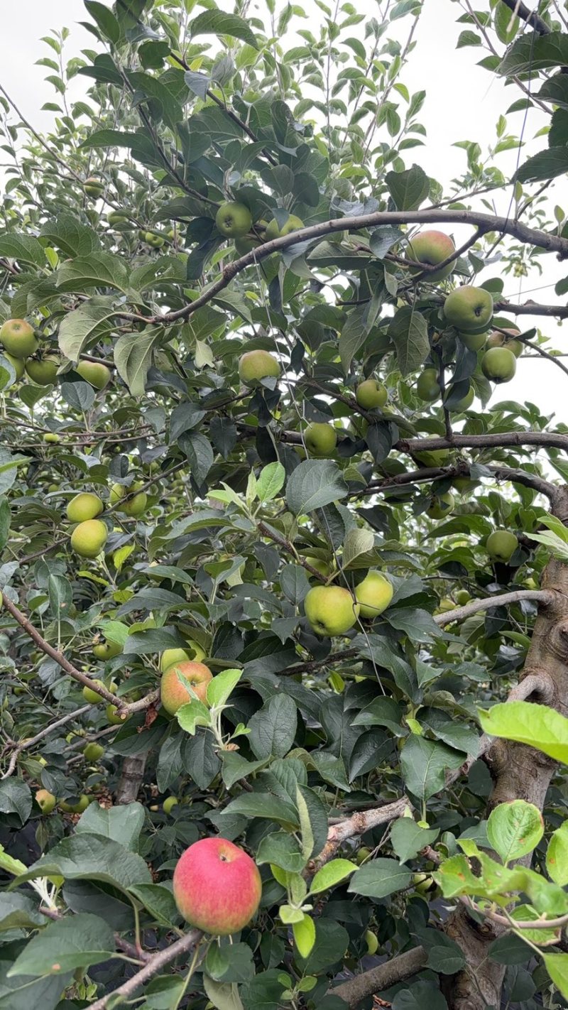 陆良红露苹果