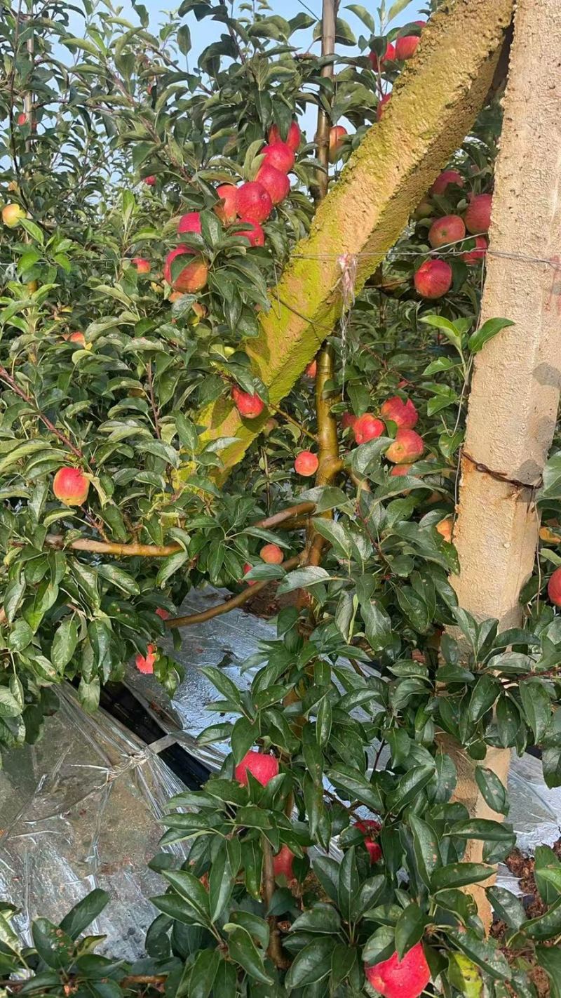 陆良红露苹果