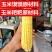 新鲜老玉米，黄玉米，玉米粑粑玉米馍馍打浆原材料，老式玉米